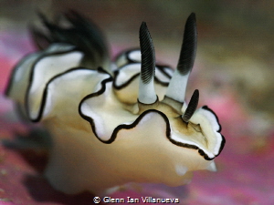 This is a photo of a nudibranch (Doriprismatica Atromargi... by Glenn Ian Villanueva 